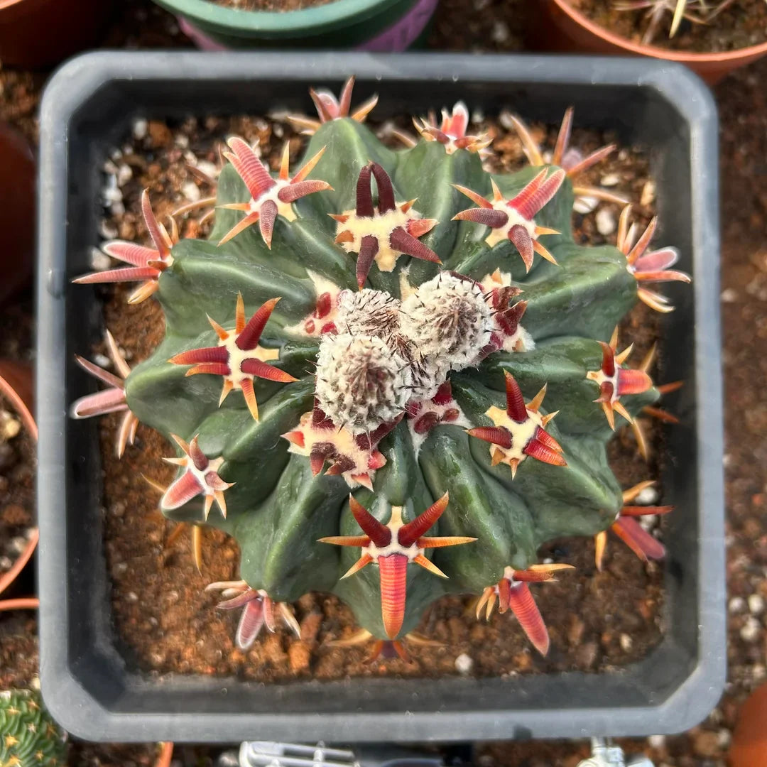Cacti - BotanicalCollector — BotanicalCollector