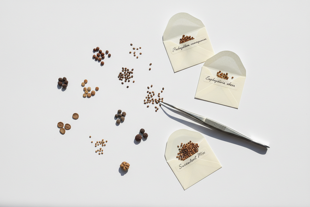 Seeds Section-BotanicalCollector