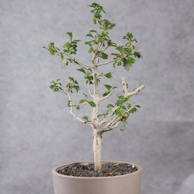 Pachycaul Trees - BotanicalCollector