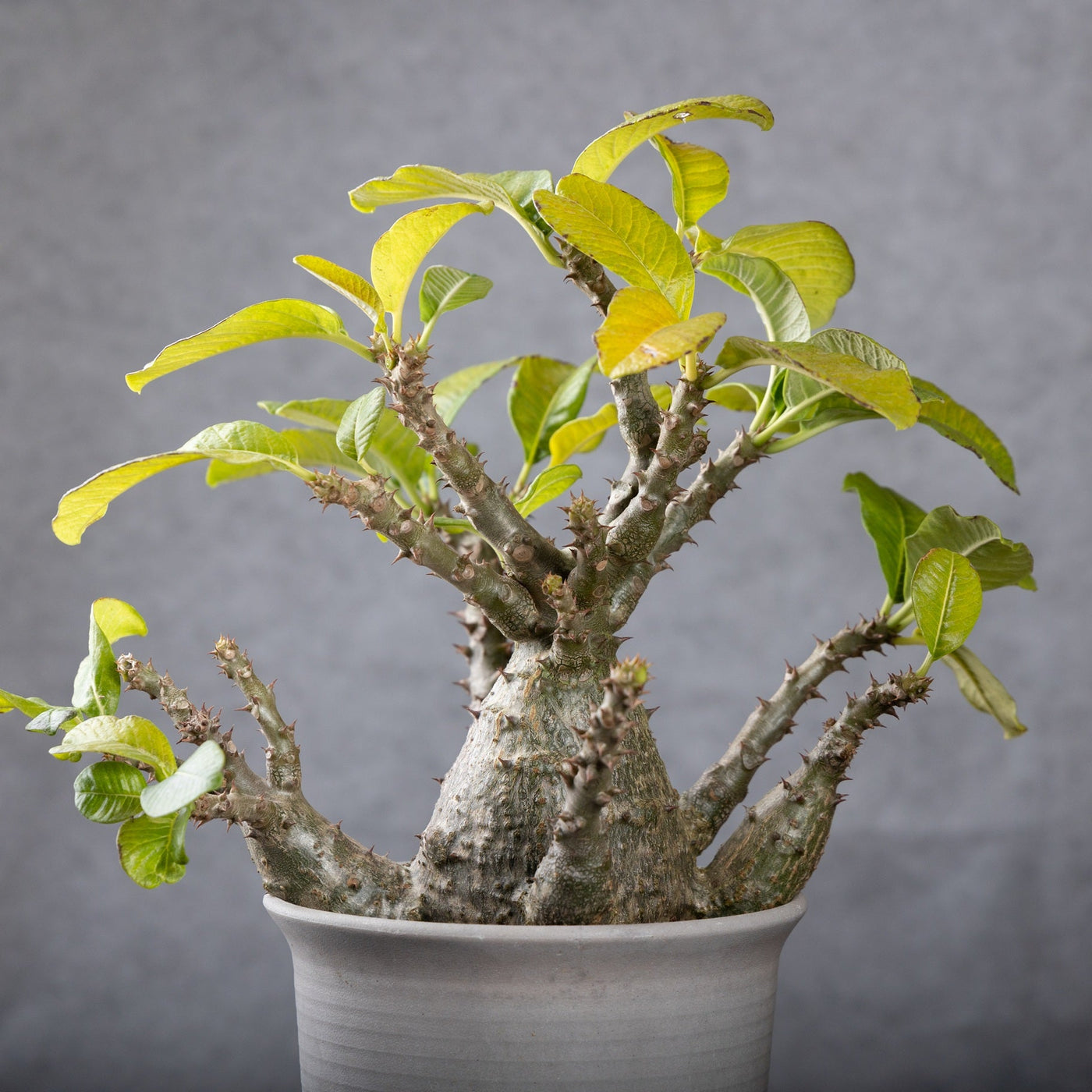 Pachypodium Plants - BotanicalCollector — BotanicalCollector