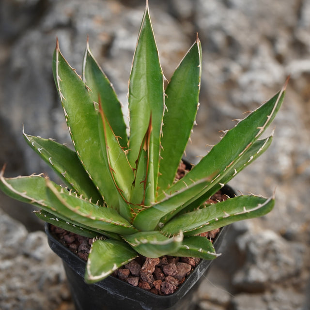 Agave - BotanicalCollector
