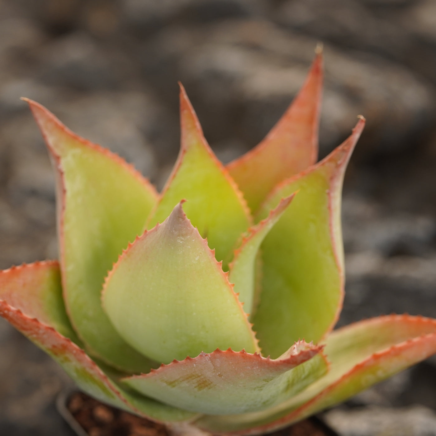 Aloe - BotanicalCollector — BotanicalCollector