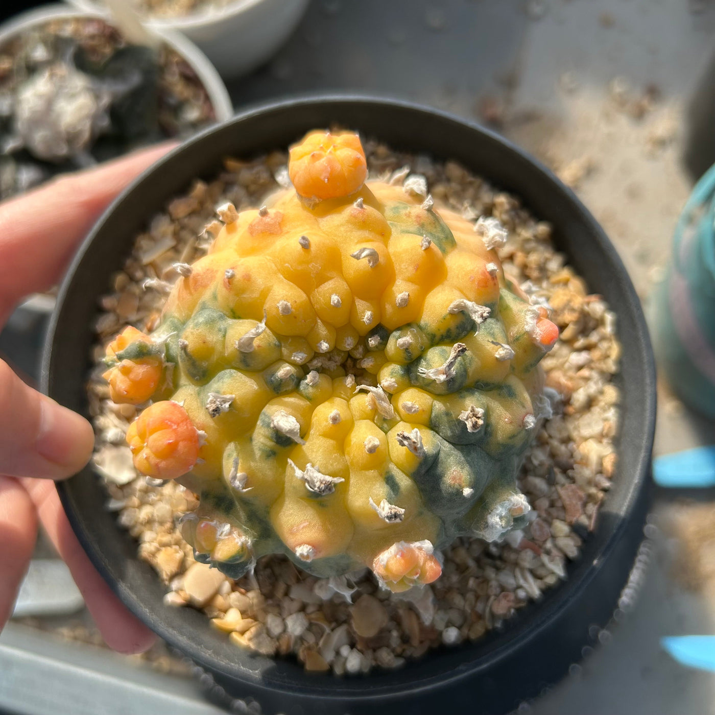 Variegated Plants - BotanicalCollector — BotanicalCollector