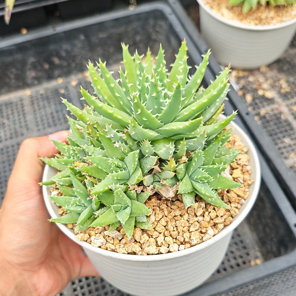 Aloe brevifolia