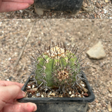 Copiapoa calderana