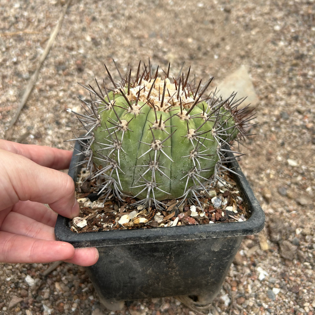 Copiapoa calderana