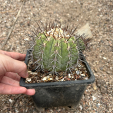 Copiapoa calderana
