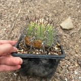 Copiapoa calderana