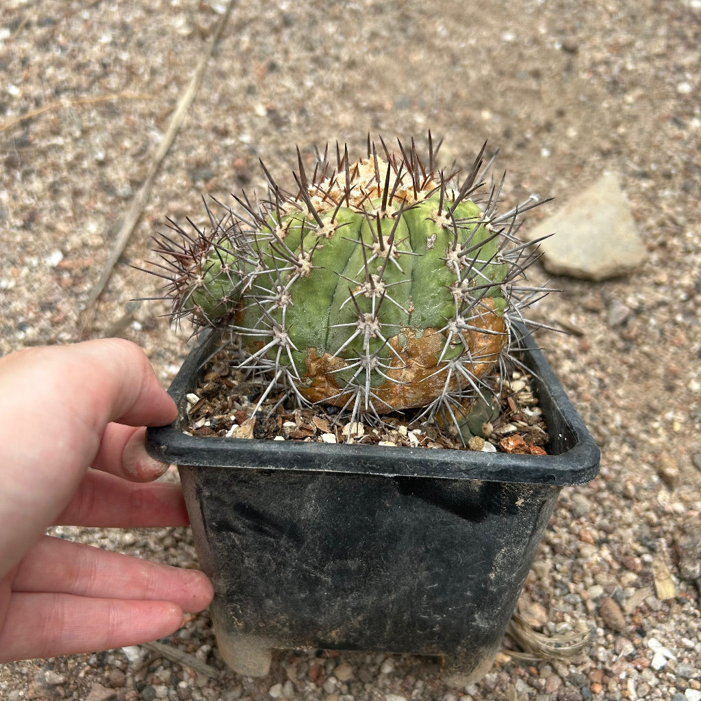 Copiapoa calderana