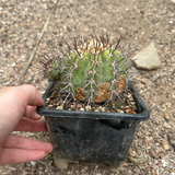 Copiapoa calderana