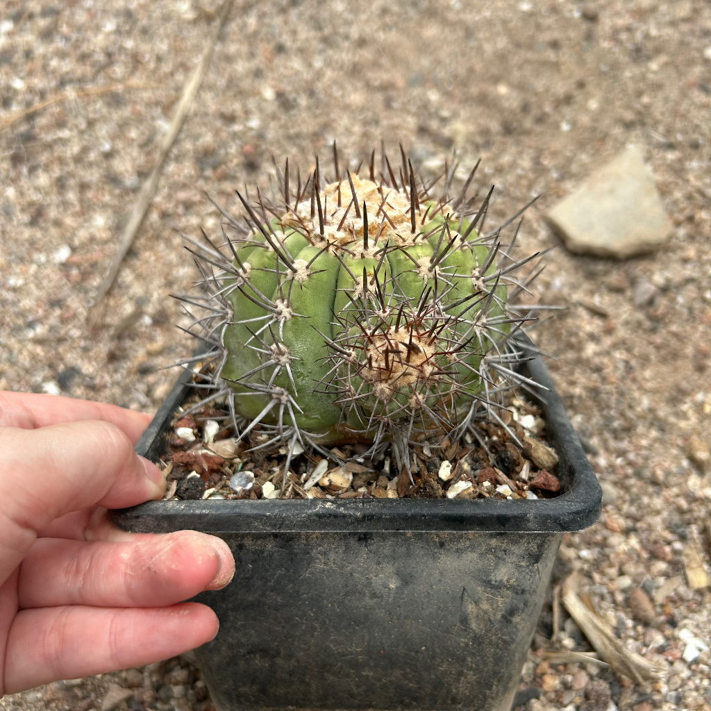 Copiapoa calderana