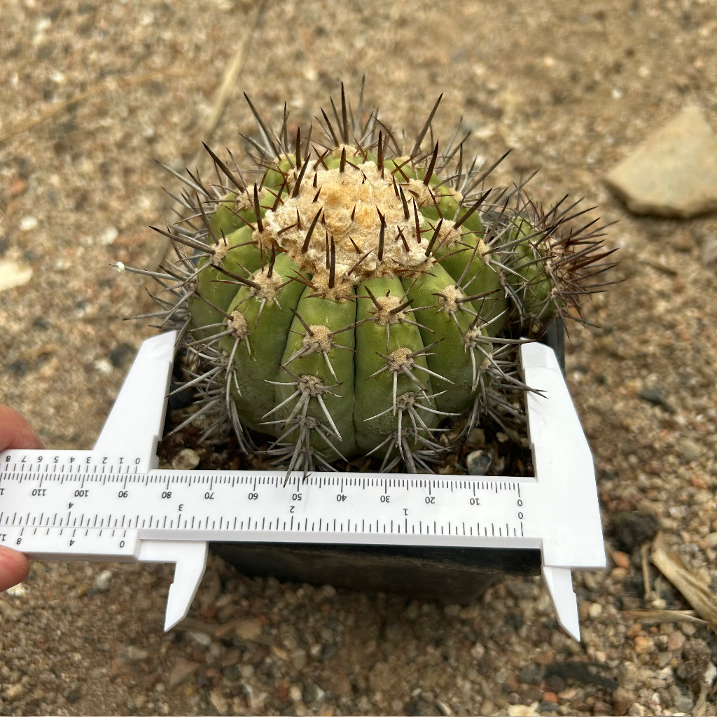 Copiapoa calderana