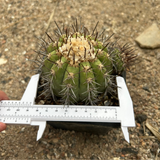 Copiapoa calderana