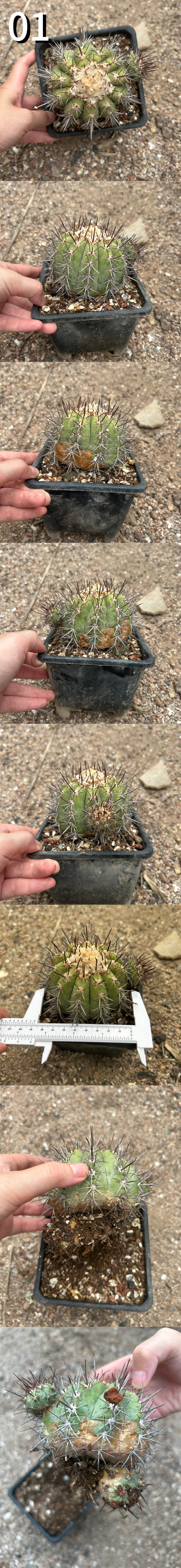 Copiapoa calderana — plant photograph 3