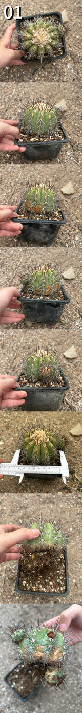 Copiapoa calderana — plant photograph 3