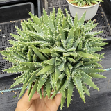 Aloe brevifolia 01 - BotanicalCollector