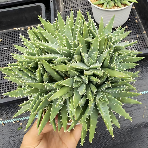 Aloe brevifolia 01 - BotanicalCollector