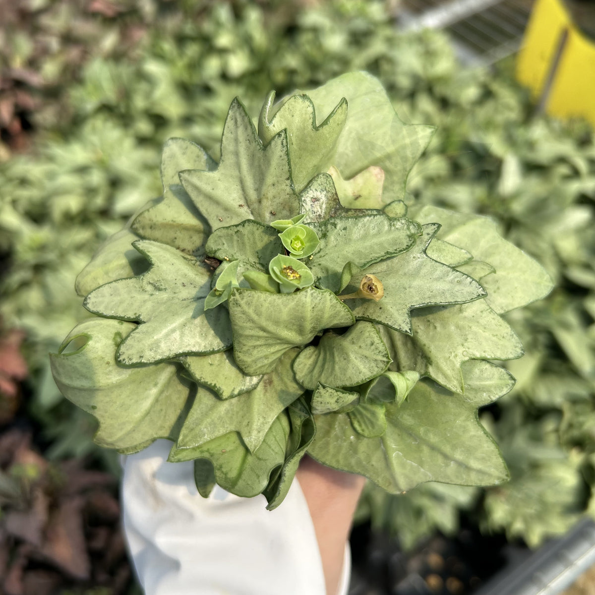 Euphorbia francoisii hybrids
