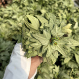Euphorbia francoisii hybrids