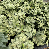 Euphorbia francoisii hybrids