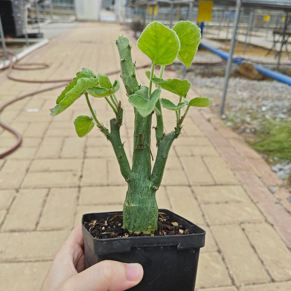 Adenia keramanthus — plant photograph 8