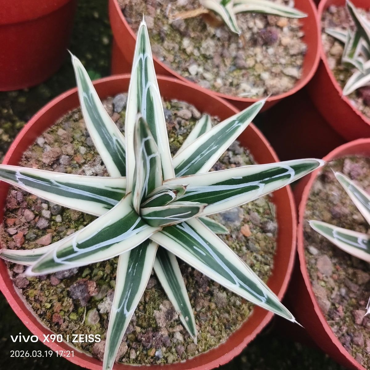 Agave victoriae-reginae 'White Rhino' - BotanicalCollector