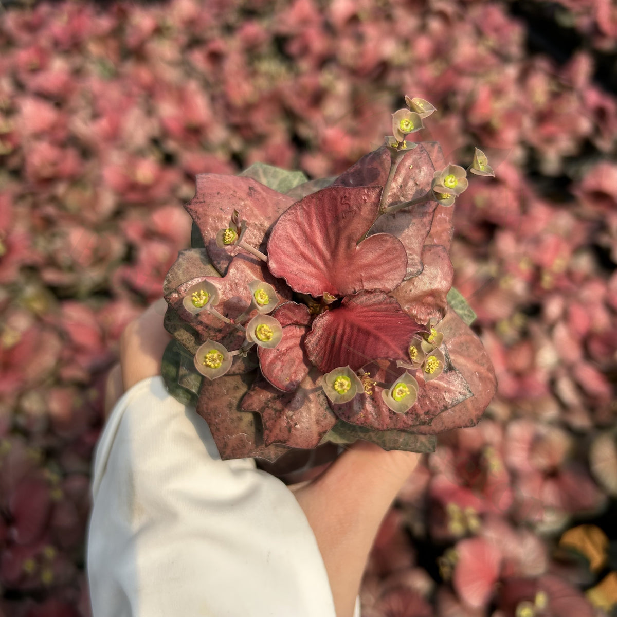 Euphorbia francoisii hybrids