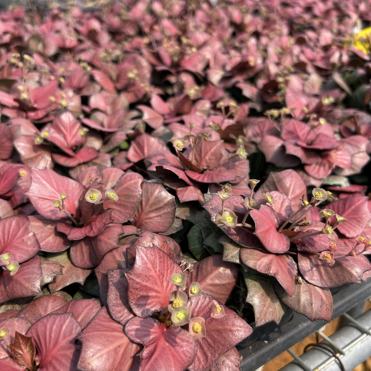 Euphorbia francoisii hybrids