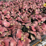 Euphorbia francoisii hybrids
