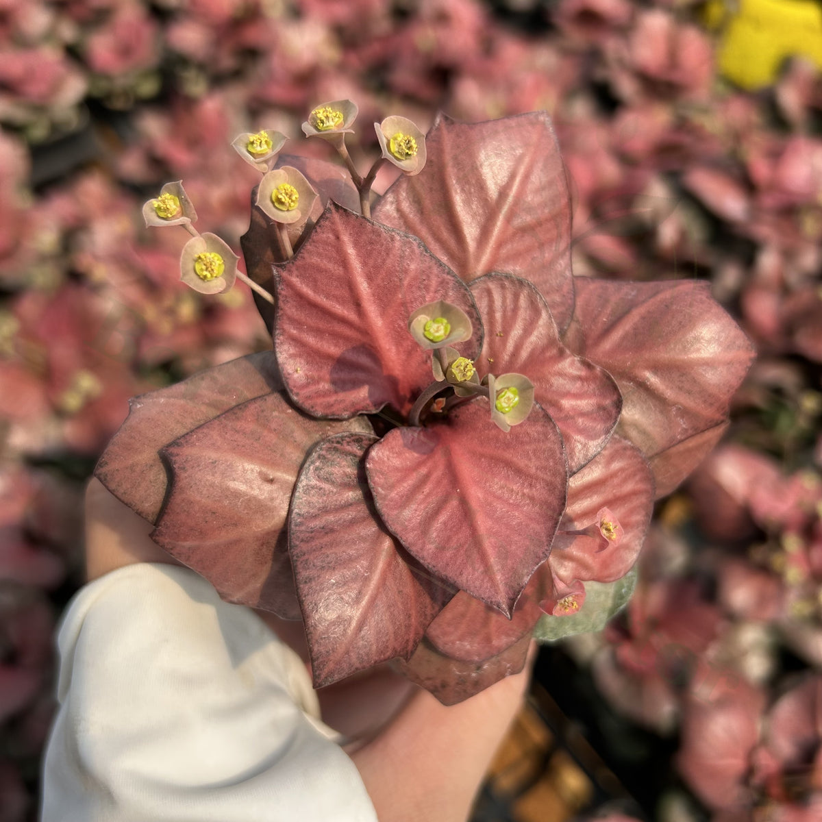 Euphorbia francoisii hybrids