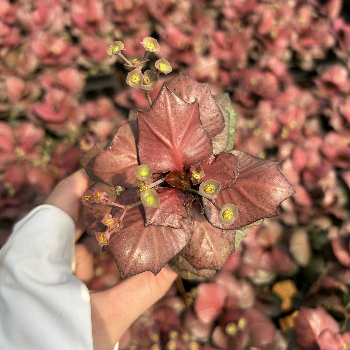 Euphorbia francoisii hybrids
