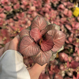 Euphorbia francoisii hybrids