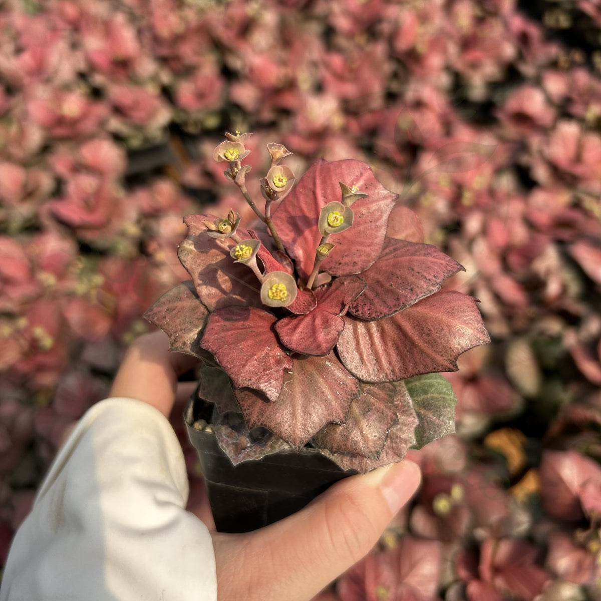 Euphorbia francoisii hybrids