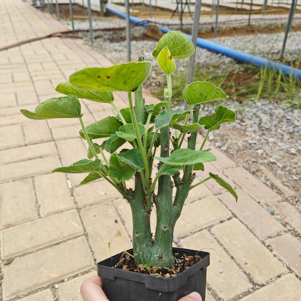 Adenia keramanthus — plant photograph 15