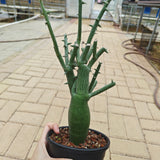 Adenia globosa