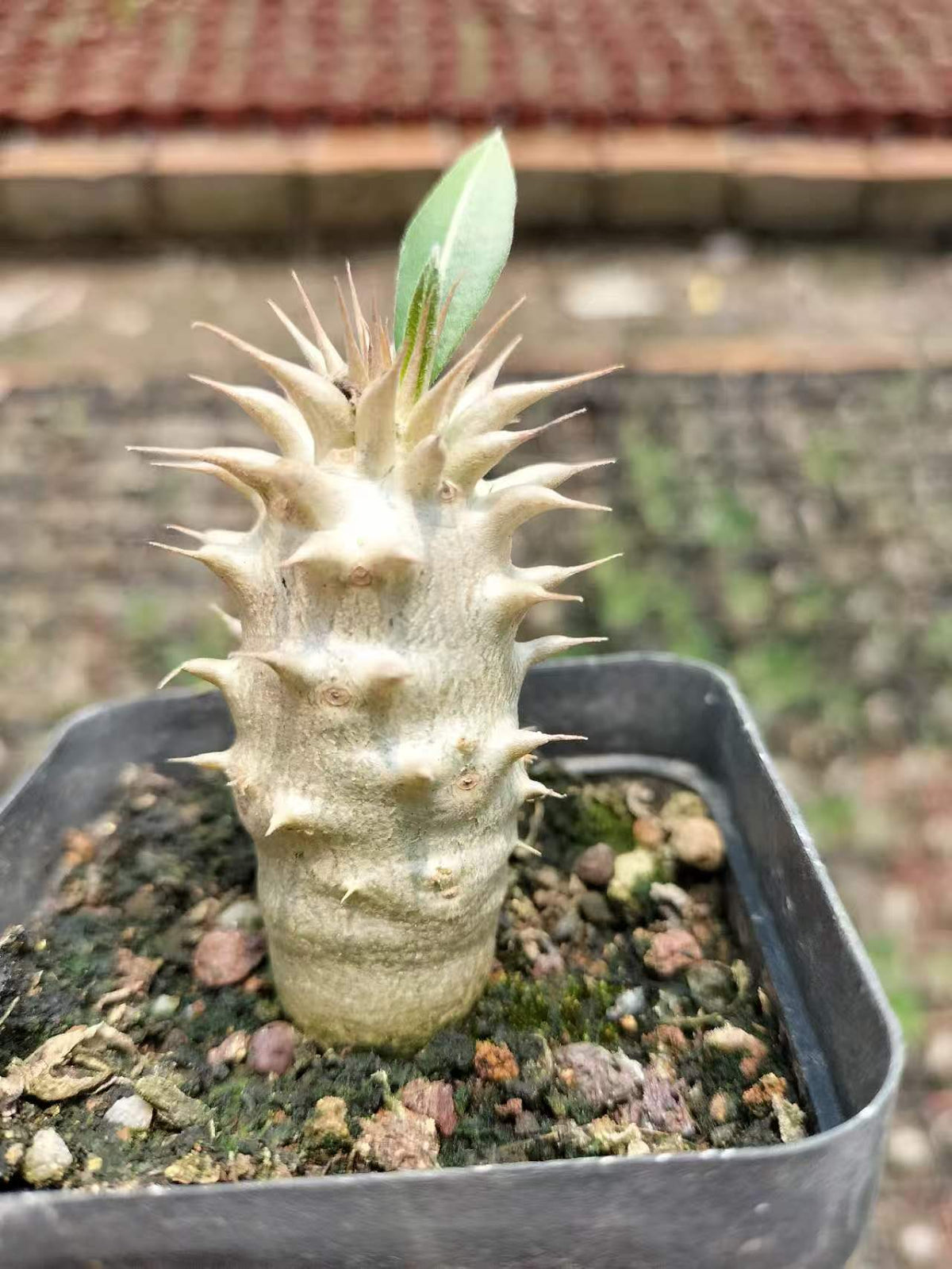 Pachypodium horombense-Pachypodium-H10cm-image-5