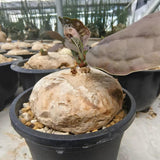 Adenia ovata
