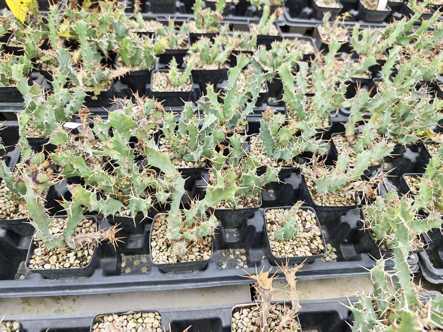 Euphorbia Clavigera (blue multi-headed ssp.) For Sale | Quality Seed Grown | Ice-Blue Branches (3-5cm)