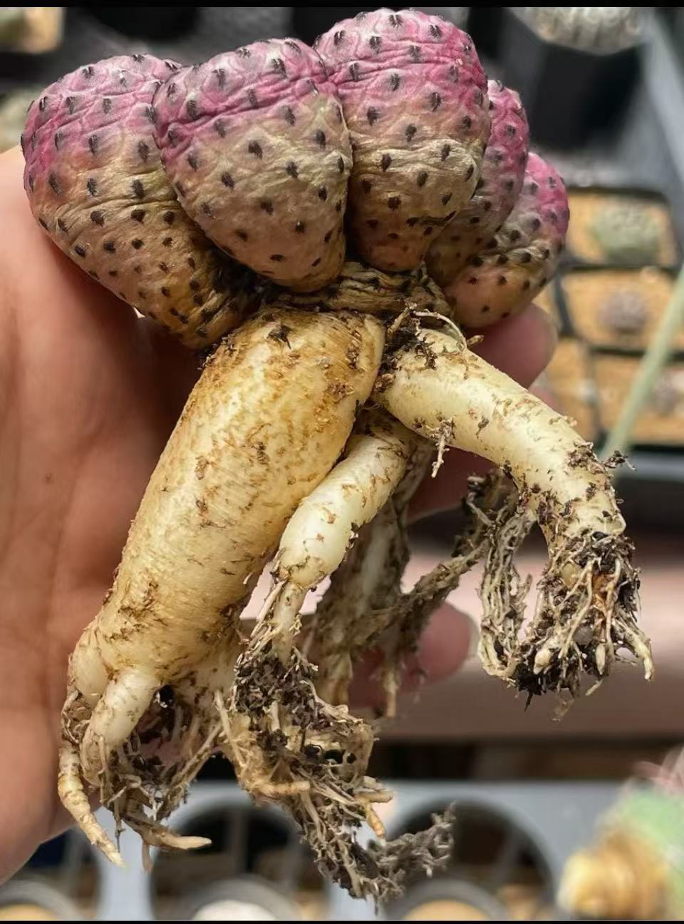 Sulcorebutia rauschii f. violacidermis