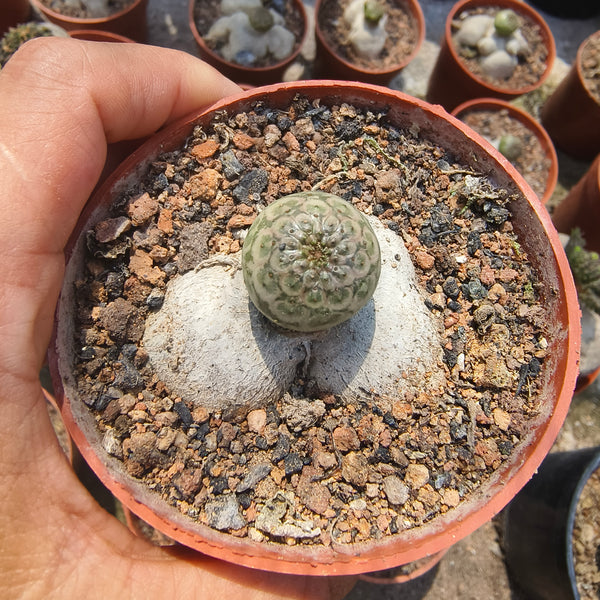 Euphorbia turbiniformis-Euphorbia-W1.5-2cm-image-1