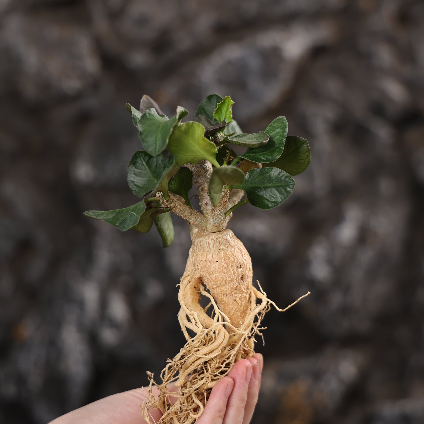 Euphorbia ambovombensis