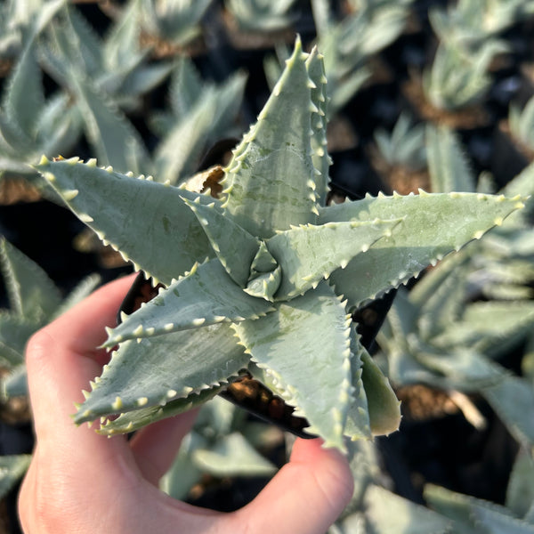 Aloe pillansii-Aloe-W6-7cm-image-1