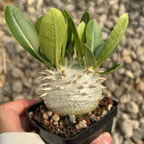 Pachypodium eburneum