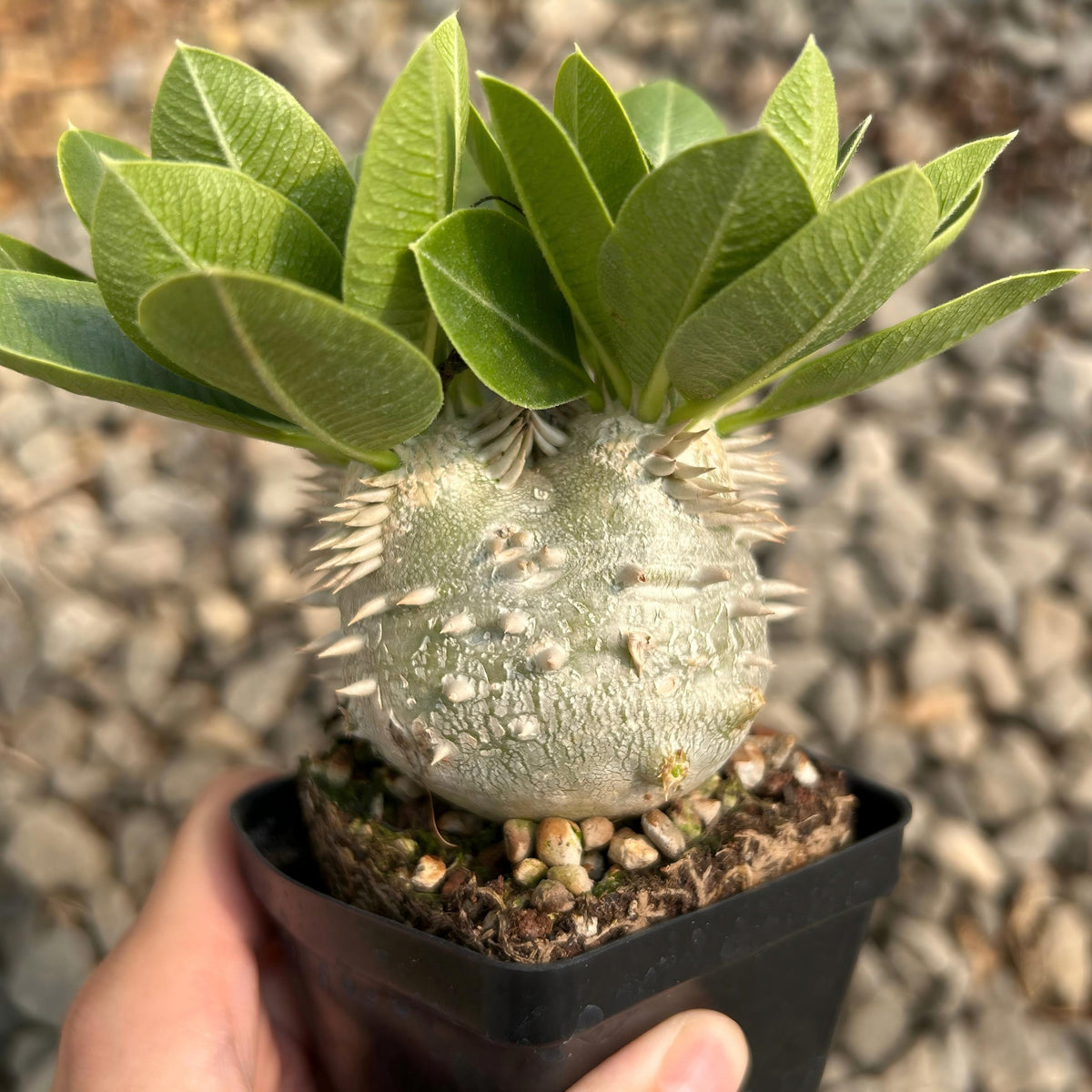 Pachypodium eburneum