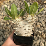 Pachypodium eburneum