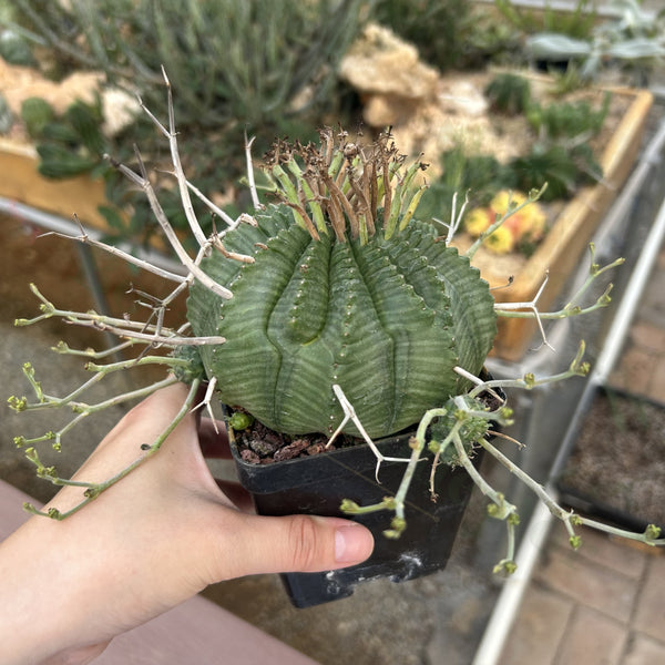 Euphorbia valida