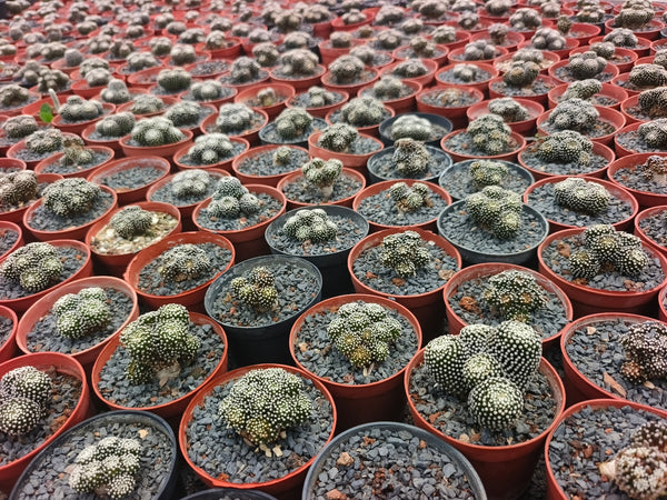 Mammillaria luethyi