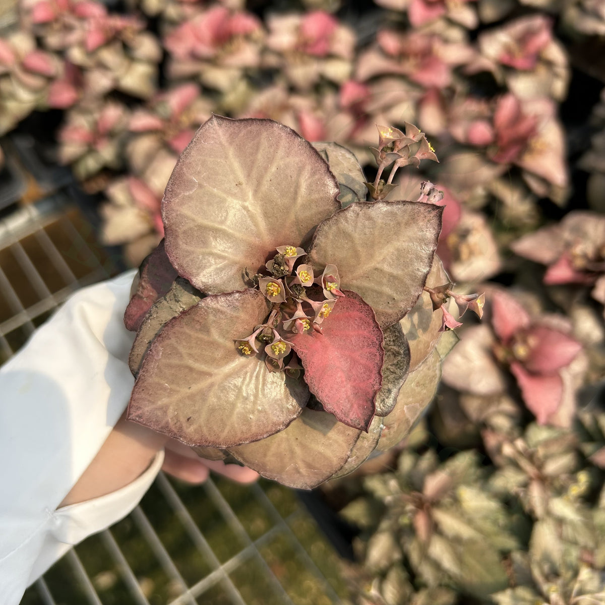 Euphorbia francoisii hybrids