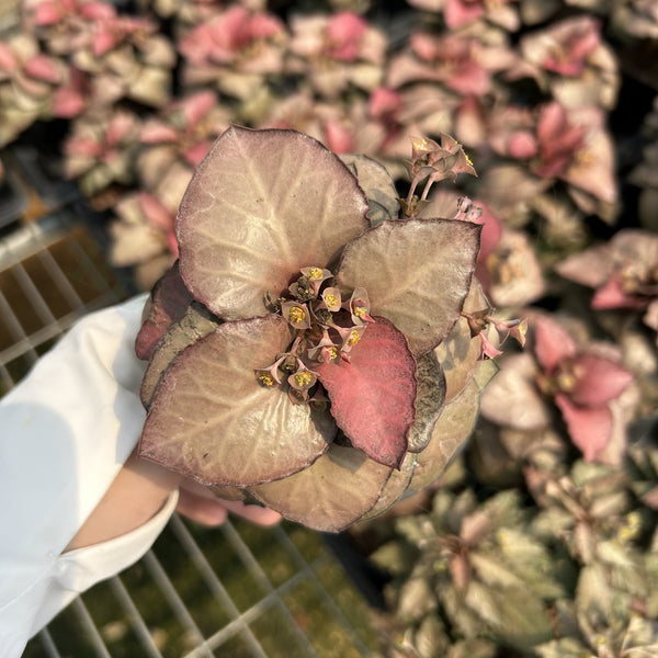 Euphorbia francoisii hybrids
