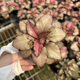 Euphorbia francoisii hybrids